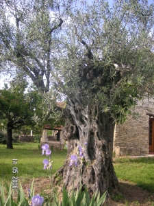 gite locations de vacances SAINT AMBROIX